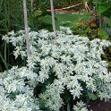 Euphorbia marginata 'Summer Icicle' (2)